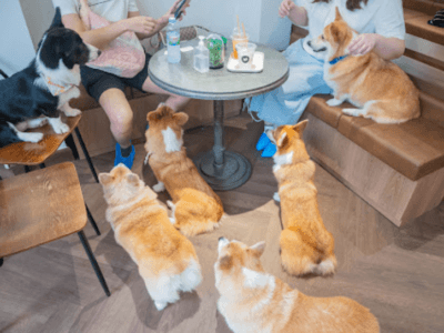 CORGI IN THE GARDEN คาเฟ่หมาคอร์กี้