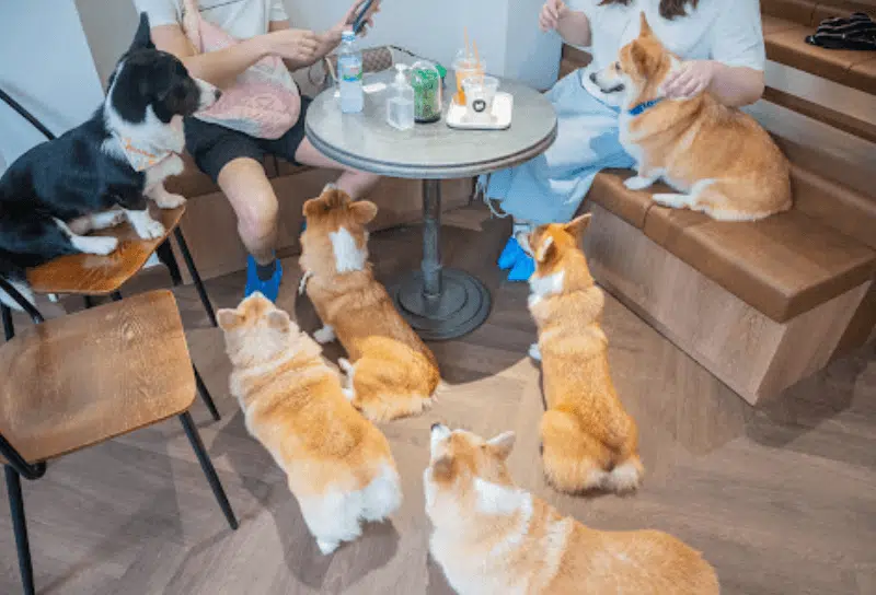 CORGI IN THE GARDEN คาเฟ่หมาคอร์กี้