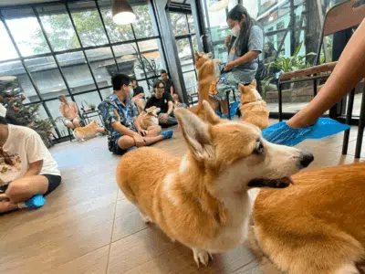 CORGI IN THE GARDEN คาเฟ่หมาคอร์กี้