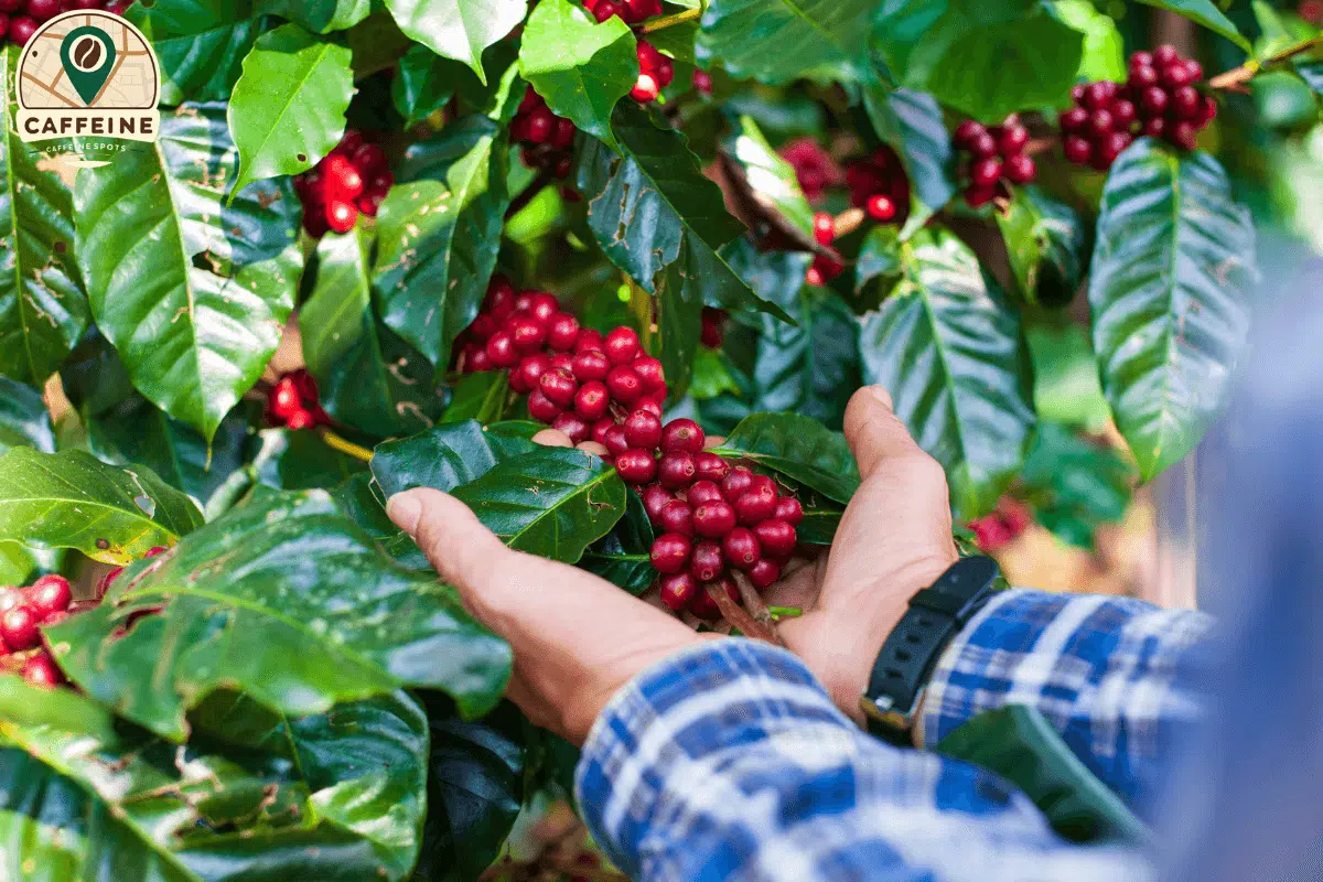 Which Coffee is Famous in Thailand? 2 Farmers hold fresh coffee beans on a coffee plant in the fields