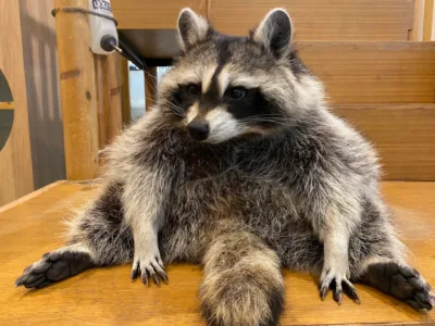 Little Zoo Cafe Bangkok