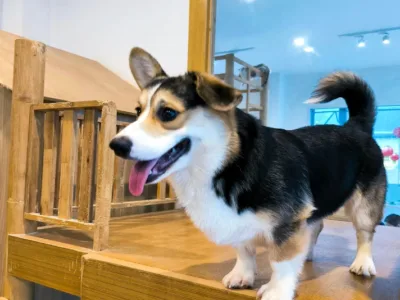 Little Zoo Cafe Bangkok