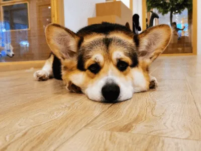 Little Zoo Cafe Bangkok