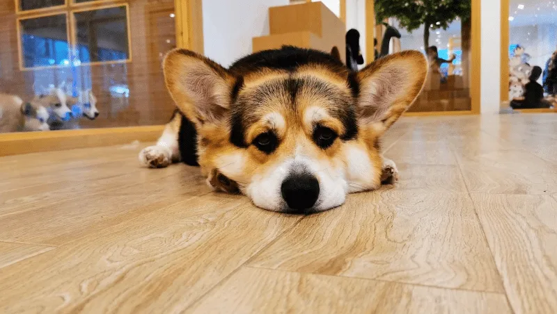 Little Zoo Cafe Bangkok