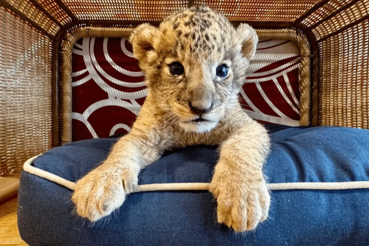 Lion cafe