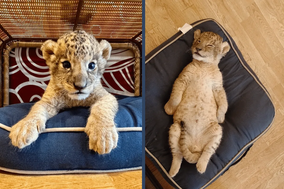 Lion cafe