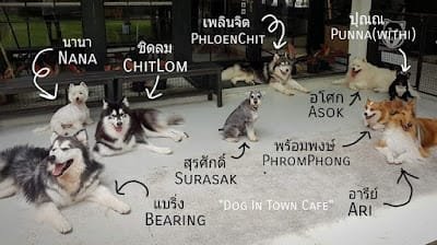 Dog in Town Ekkamai, dog cafe in Bangkok