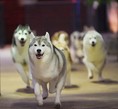 TrueLove @ Neverland (Husky Cafe), dog cafe in Bangkok