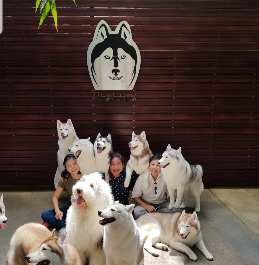 TrueLove @ Neverland (Husky Cafe), dog cafe in Bangkok
