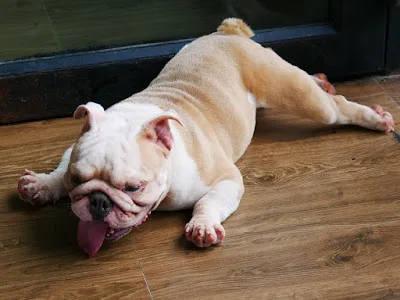 Dog Country Cafe, dog cafe in Bangkok