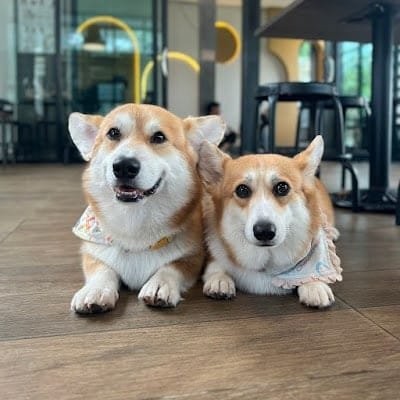 Corgin in the garden, dog cafe in Bangkok