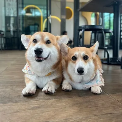 Corgin in the garden, dog cafe in Bangkok