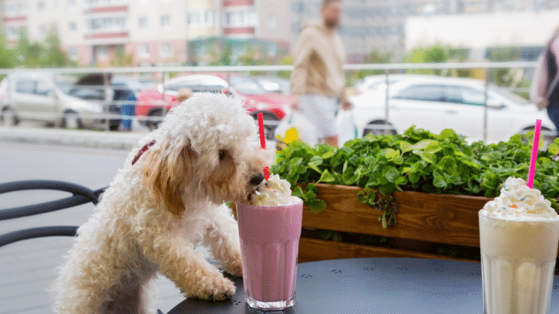 dog cafes bangkok