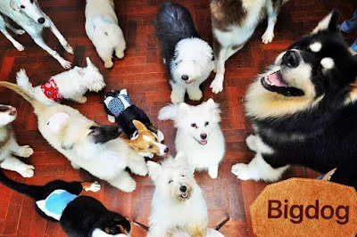 Big Dog Café, dog cafe in Bangkok