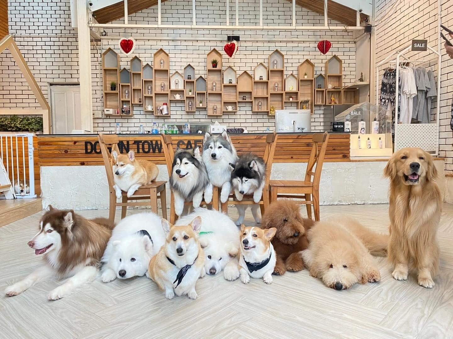 dog cafes bangkok