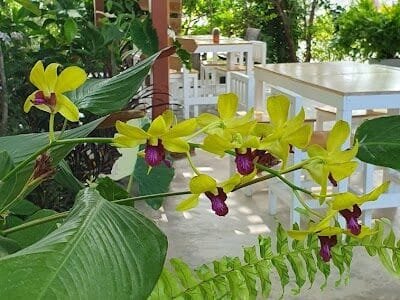 Khunyay Cafe' & Bistro