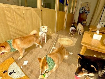 Shibainu Story (Farm & Cafe)