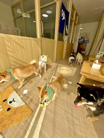 Shibainu Story (Farm & Cafe)