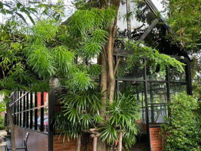 Café Amazon