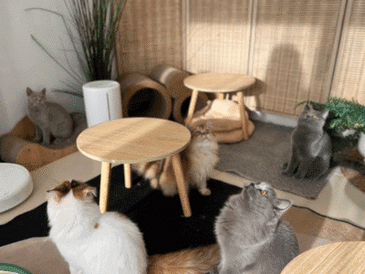 Hana’s cafe - ฮานะ คาเฟ่ (คาเฟ่แมว)