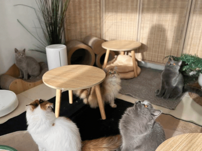 Hana’s cafe - ฮานะ คาเฟ่ (คาเฟ่แมว)