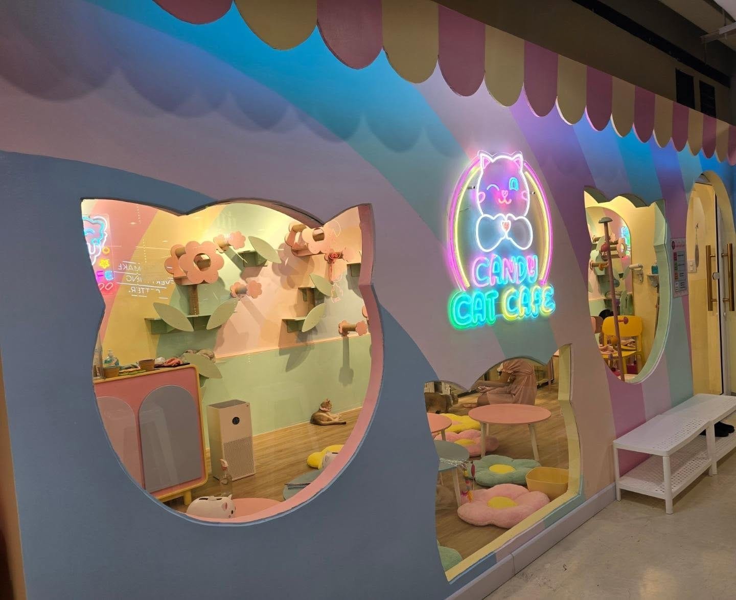 Best Cat Cafes in Bangkok 11 Candy Cat Cafe Victory Hub
