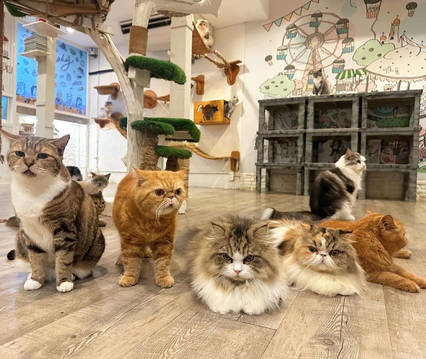 Best Cat Cafes in Bangkok 1 Caturday Cat Cafe