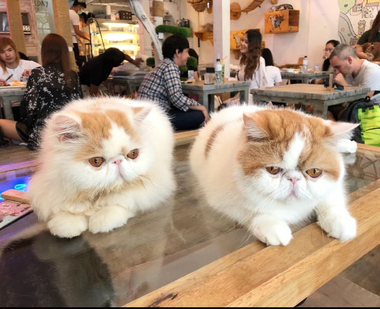 Best Cat Cafes in Bangkok 2 Caturday Cat Cafe