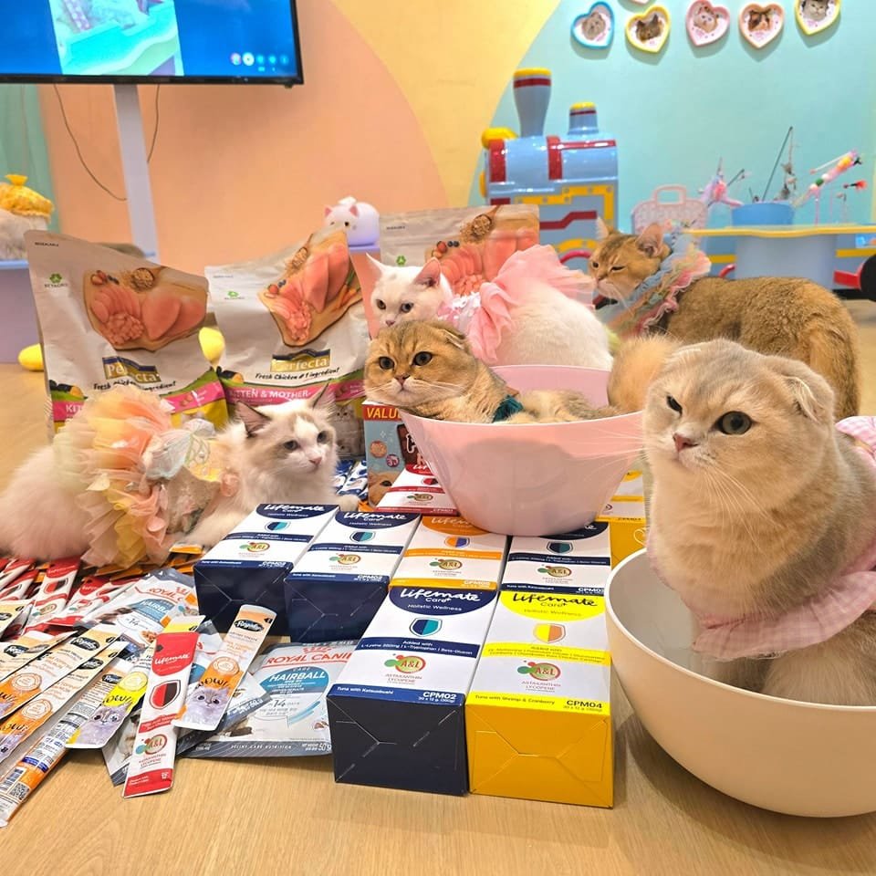 Best Cat Cafes in Bangkok 12 Candy Cat Cafe Victory Hub