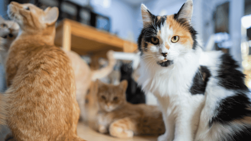 cat cafes bangkok