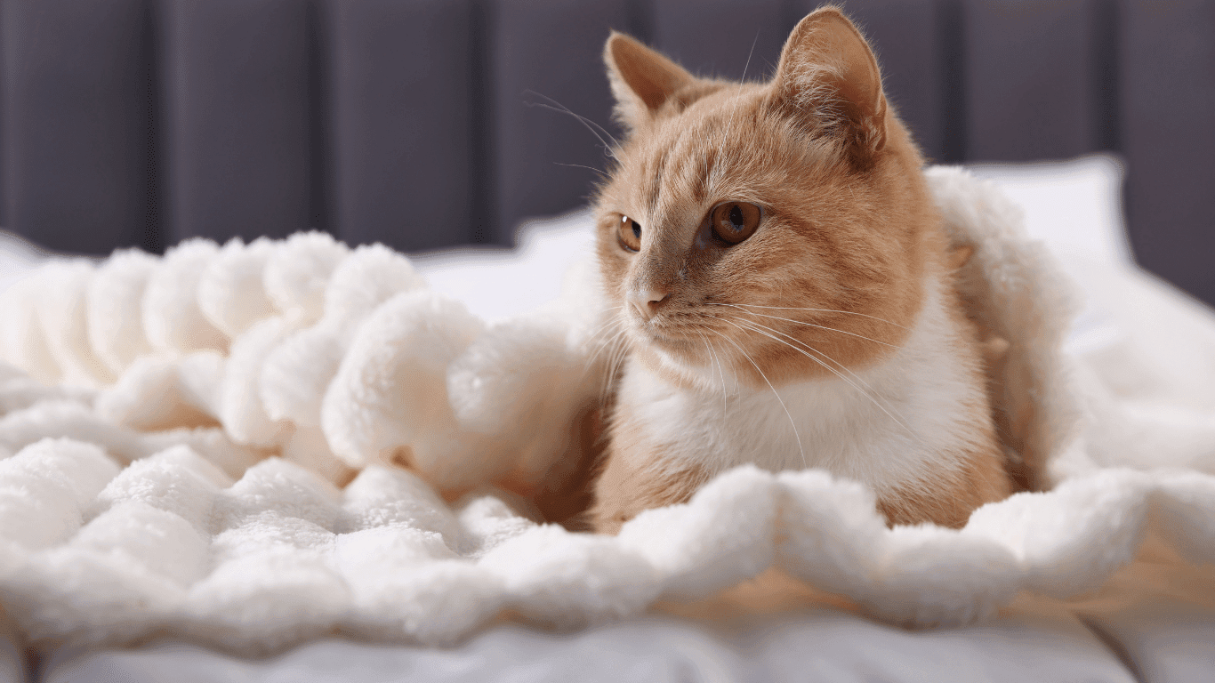 De Wila Cat Hotel & Cafe (On Nut 77)