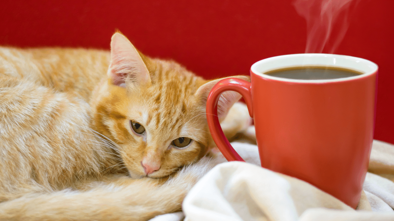 Gume Cat Cafe (Bangkok Yai)