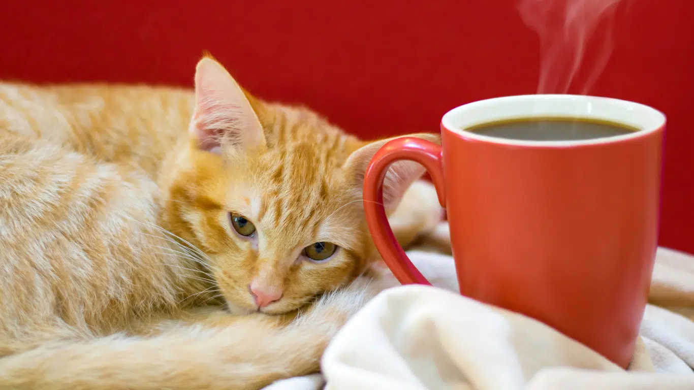 Gume Cat Cafe (Bangkok Yai)