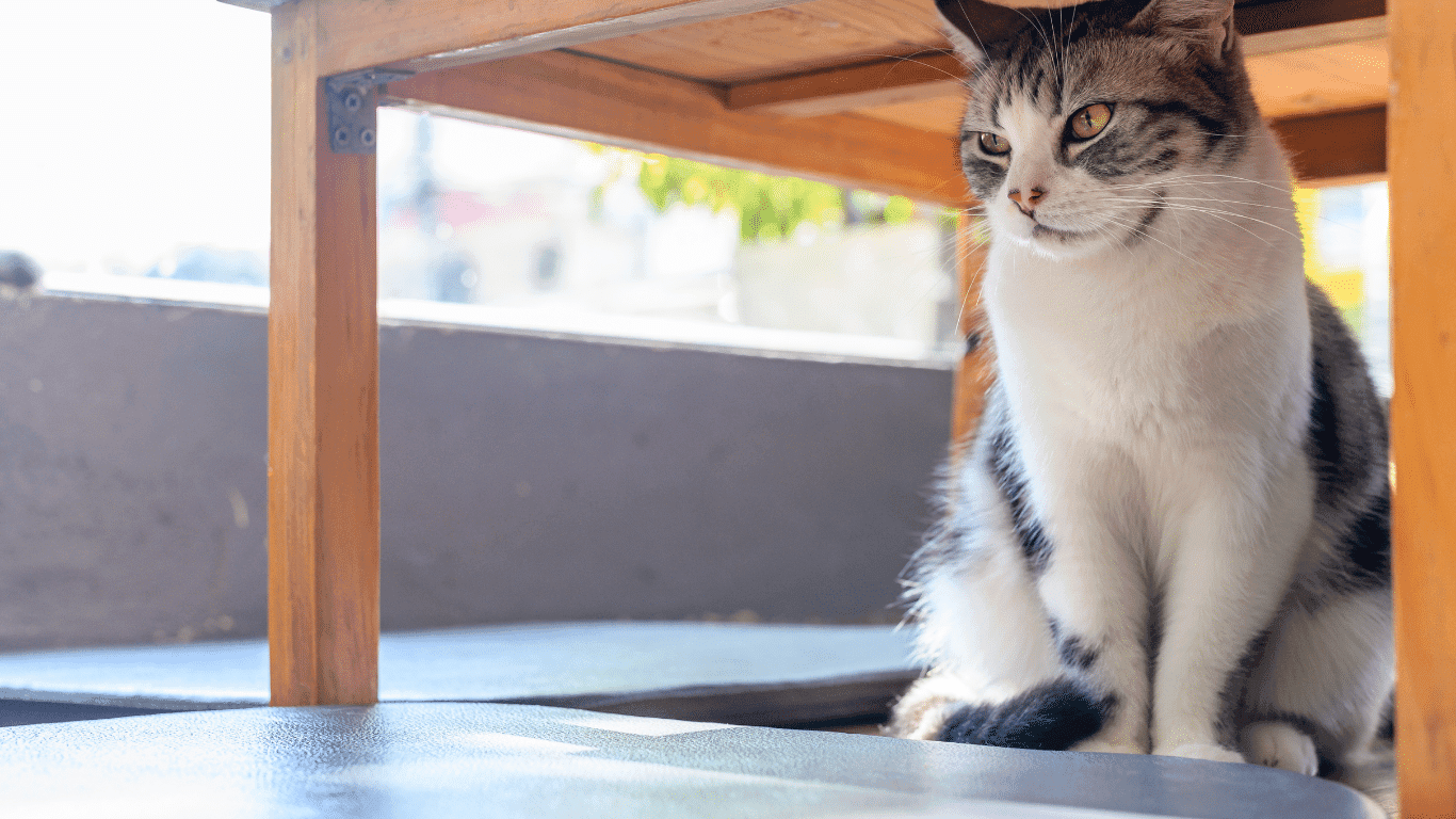 Cat Smile Cafe (Chatuchak area)