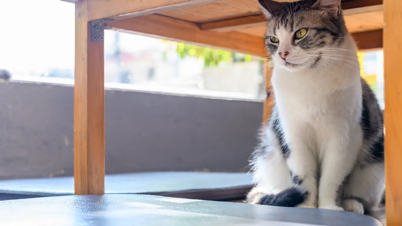 Cat Smile Cafe (Chatuchak area)