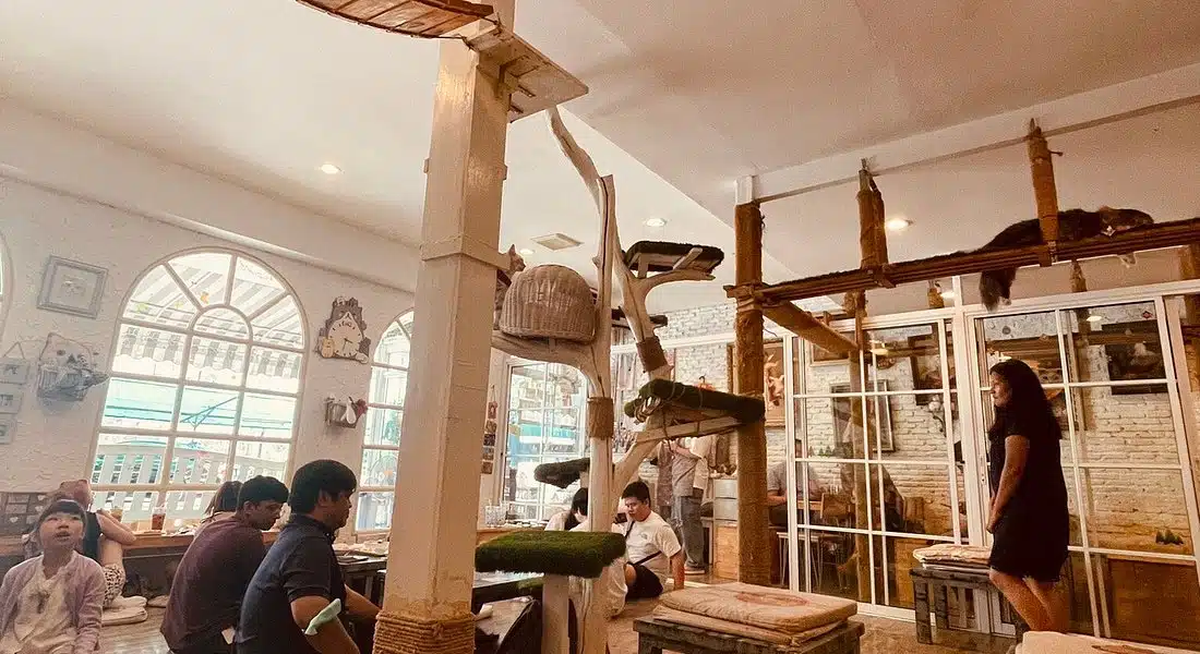 Caturday Cat Cafe (Ratchathewi)