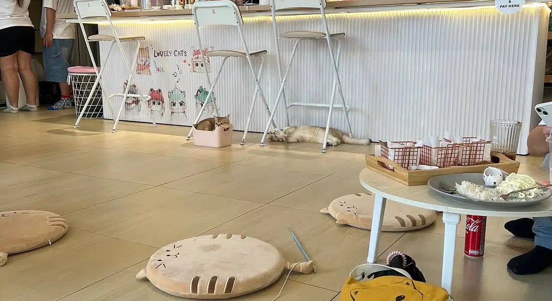 Paws Up Cafe (Phatthanakan 52)