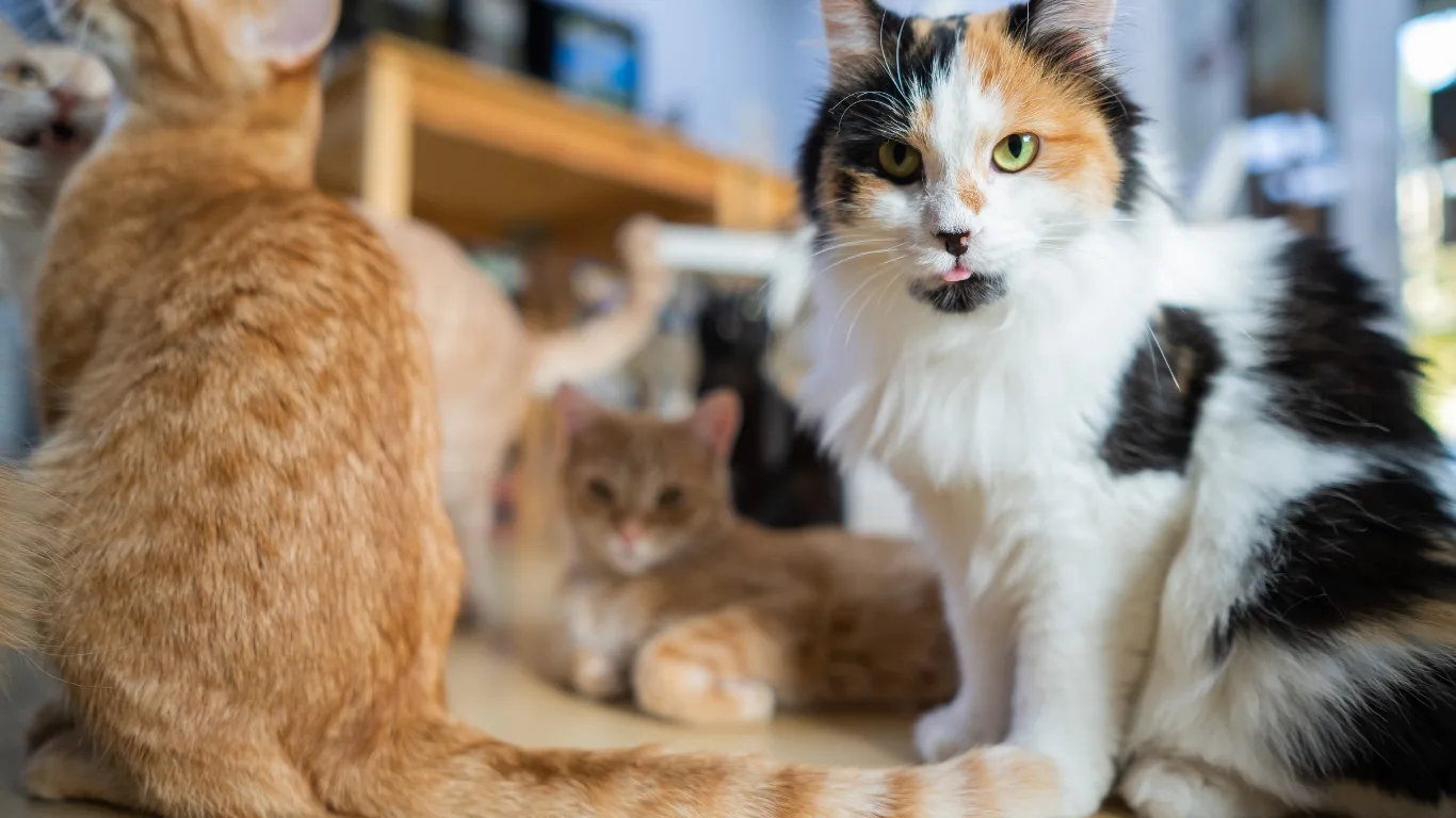 Chico Design Bangkok (Thonglor/Ekkamai)