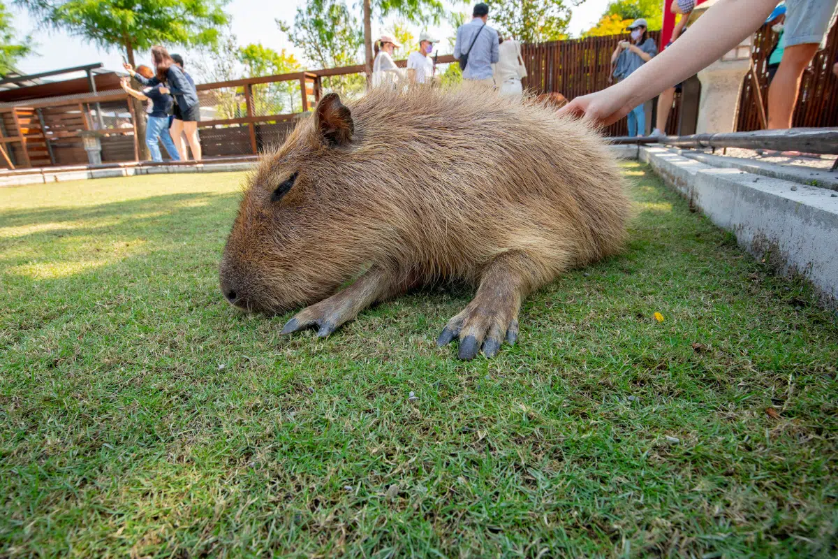 Best Animal Cafes in Bangkok 3 Best Animal Cafes in Bangkok The Master Roundup 1