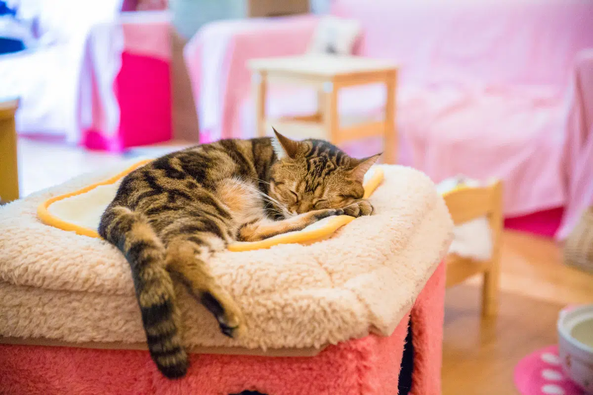 Best Animal Cafes in Bangkok 1 Best Animal Cafes in Bangkok The Master Roundup 2