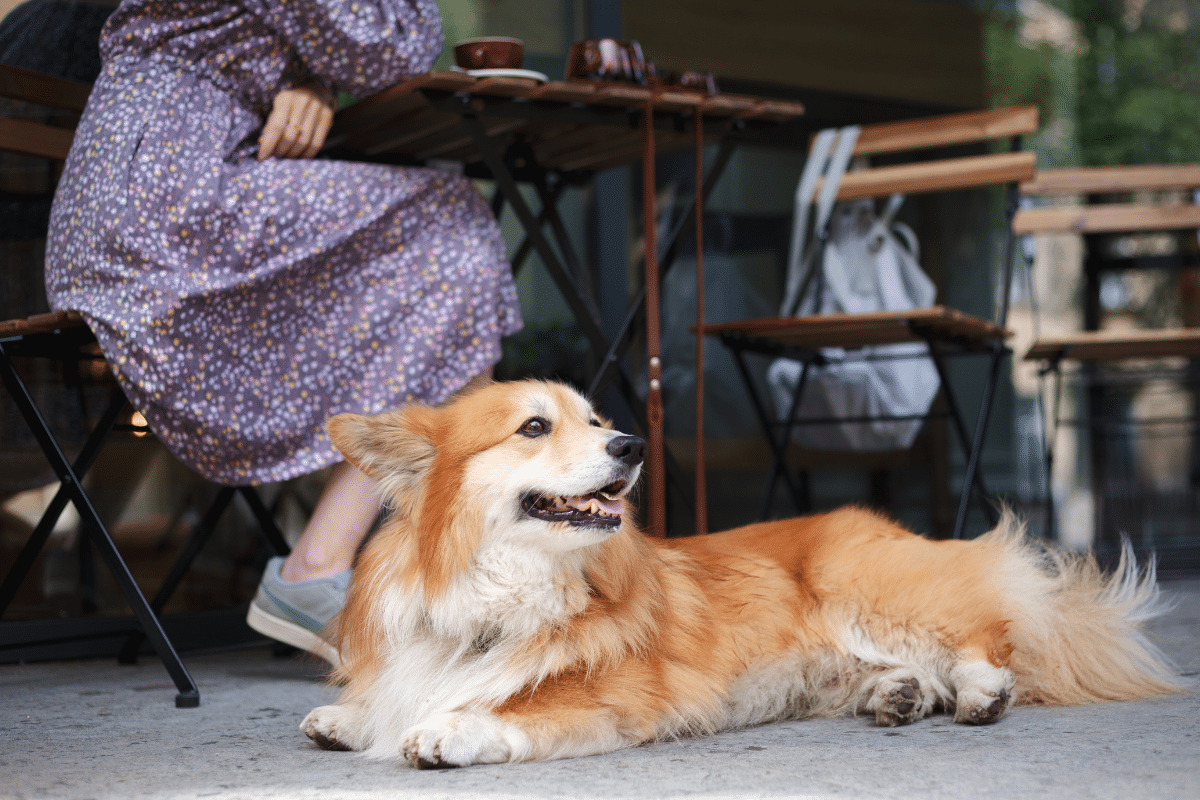 Best Animal Cafes in Bangkok The Master Roundup 4