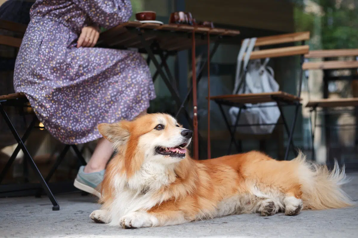 Best Animal Cafes in Bangkok 2 Best Animal Cafes in Bangkok The Master Roundup 4