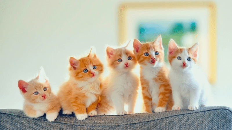 Best Animal Cafes in Bangkok The Master Roundup 5