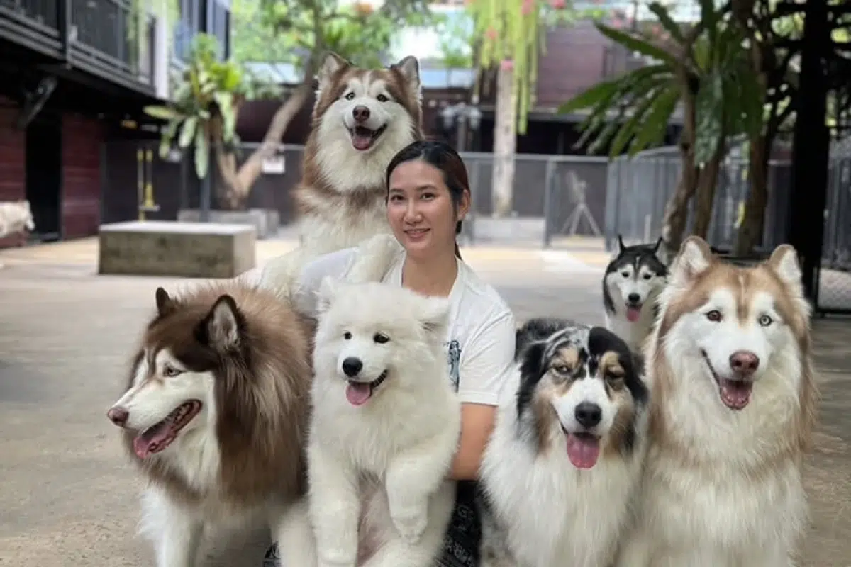 Huskey