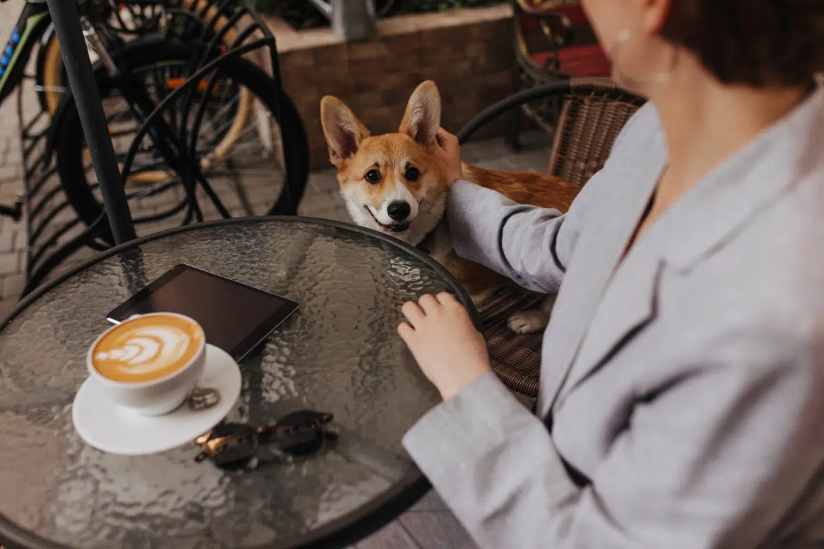 Husky and Dog Breed Cafes in Bangkok The Complete Guide 1