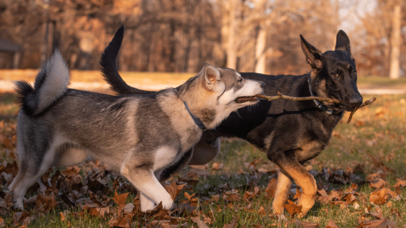 Husky and Dog-Breed Cafés in Bangkok: The Complete Guide 22 Husky and Dog Breed Cafes in Bangkok The Complete Guide