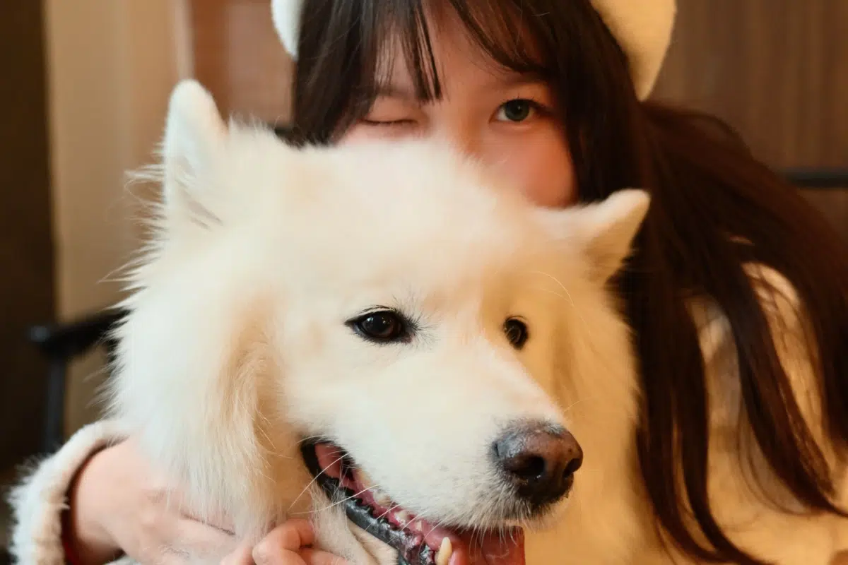Sdog 1