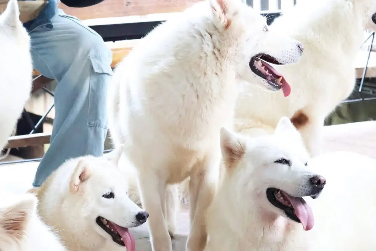 Sdog 2