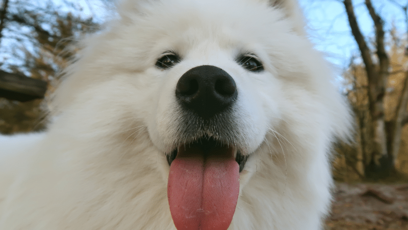 Samoyed Cafés in Bangkok: Where to Find Fluffy Dogs in 2026 17 Sdog