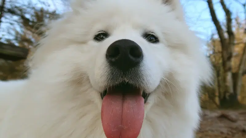 Sdog